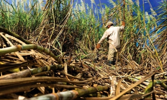 Producción de azúcar en México cae 15% golpeada por la sequía