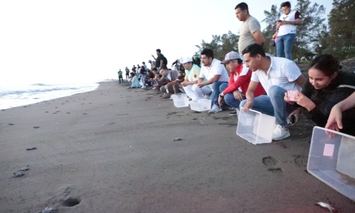 Encabeza Gobernador liberación de 250 crías de tortuga marina en Nautla