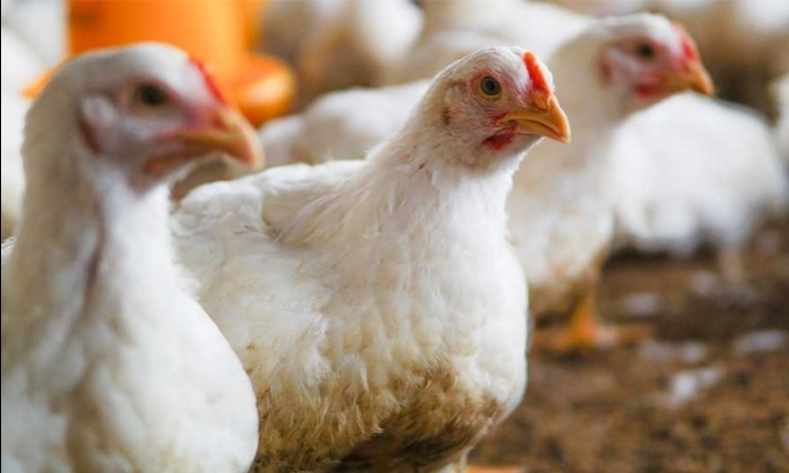 México reporta brote de gripe aviar H5N1 en granja de Sonora