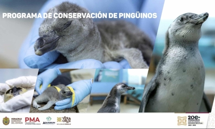 Aquarium de Veracruz tendrá más de 44 nuevas especies; mantiene esquemas de conservación e intercambio
