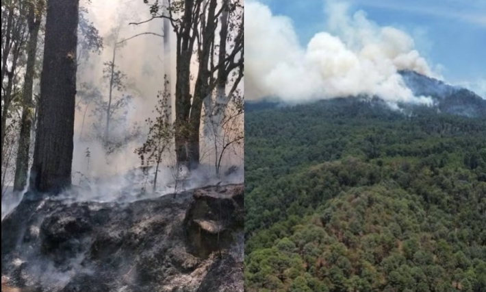 Incendio forestal en el Santuario de la Mariposa Monarca esta controlado al 95%