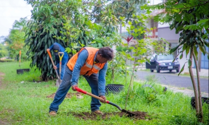 Celebrará Xalapa Día del Medio Ambiente con jornada de reforestación